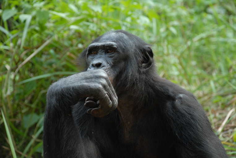 L’animal est-il l’avenir de l’homme ?