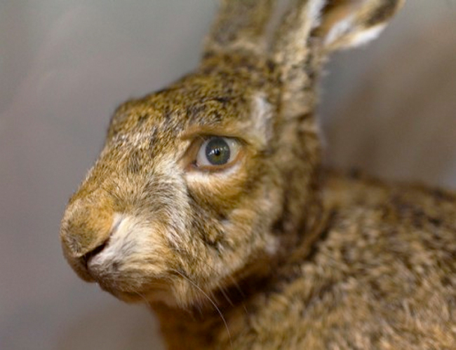 Angry Rabbit with My Own Eyes