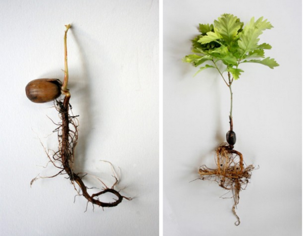 Beuys’ Acorns, un projet de Ackroyd & Harvey