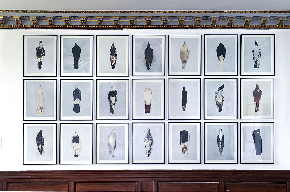 Brandon Ballengée © Laurence Godart 