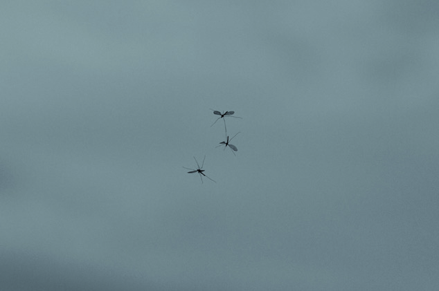 Henrik Håkansson, The hoverfly, 2002, DVD video, 3'55