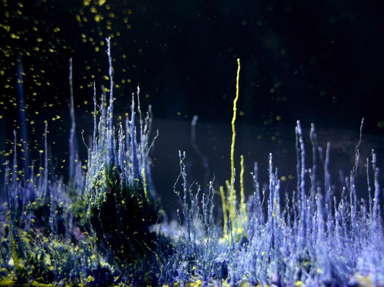 Hicham Berrada, artiste exposant au Musée Louis Vouland