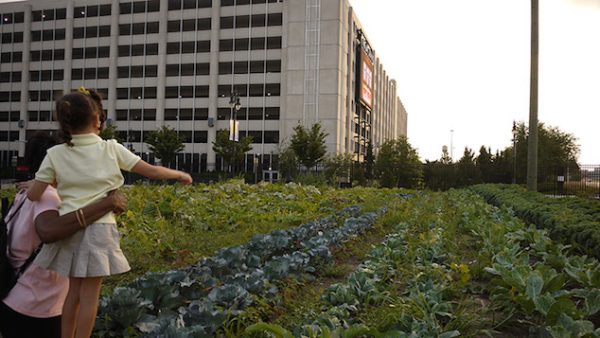Formation sur « la permaculture urbaine et territoires en transition »