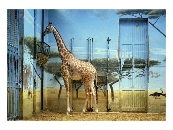 Exposition « Animal & Us » à la galerie Turner Contemporary