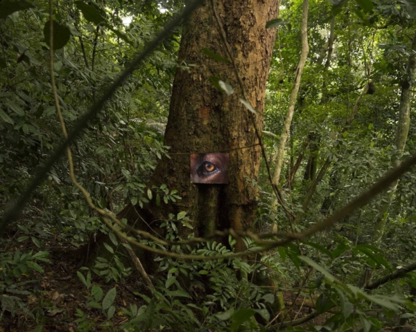Réalisme magique : Imaginer la nature en dés/ordre