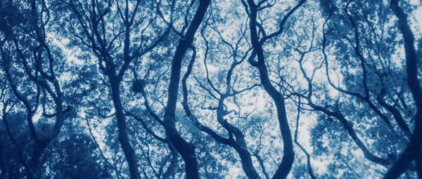 Parmi les Arbres – Kyano Studio et Les Trois Bains