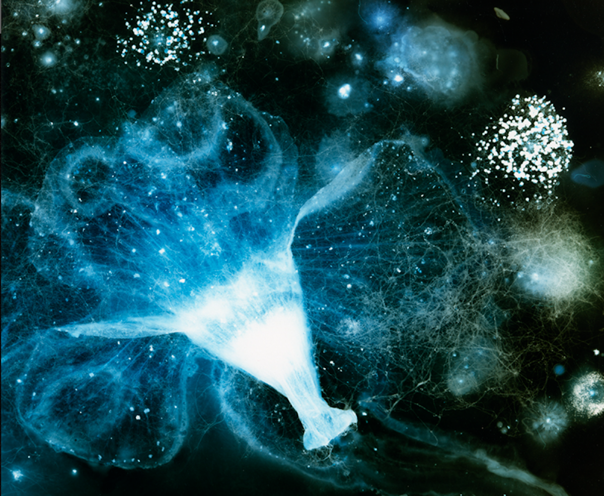 METAMORPHOSIS – Centre photographique Rouen Normandie