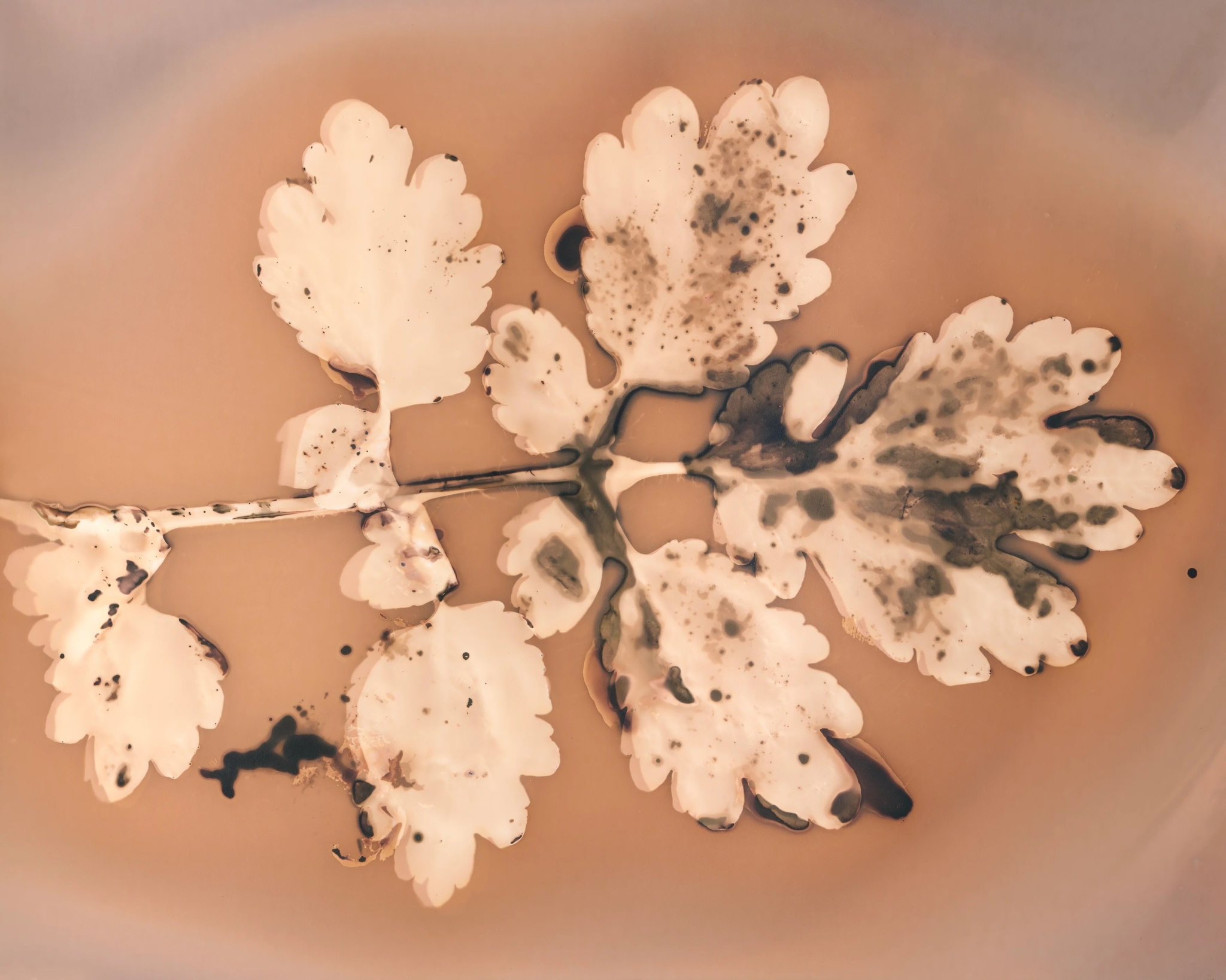 Au temps des plantes – Galerie Echo 119