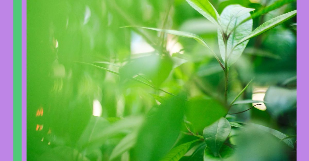 PLANTE PLANTE –  La Gaîté Lyrique